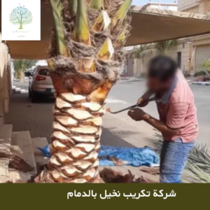 شركة-تكريب-نخيل-بالدمام-2-300x300 تكريب نخيل بالدمام